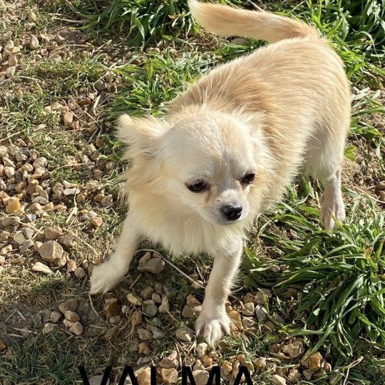 chiot Chihuahua Poil Long VALMA Domaine de la Chantelaie chiot Chihuahua Poil Long VALMA Domaine de la Chantelaie