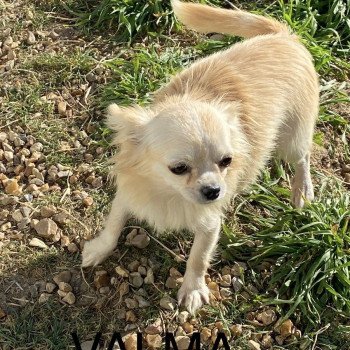 chiot Chihuahua Poil Long VALMA Domaine de la Chantelaie chiot Chihuahua Poil Long VALMA Domaine de la Chantelaie