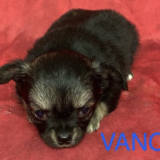chiot Chihuahua Poil Long VANO Chihuahua pl à réserer Domaine de la Chantelaie