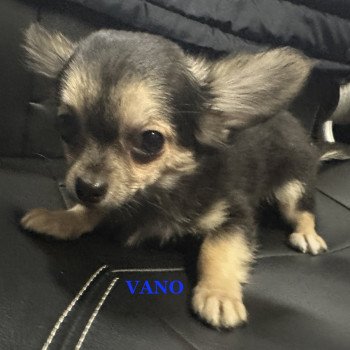 chiot Chihuahua Poil Long VANO Chihuahua pl Domaine de la Chantelaie chiot Chihuahua Poil Long VANO Chihuahua pl Domaine de la Chantelaie