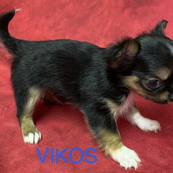 chiot Chihuahua Poil Long noir VIKOS chihuahua pl Domaine de la Chantelaie chiot Chihuahua Poil Long noir VIKOS chihuahua pl Domaine de la Chantelaie