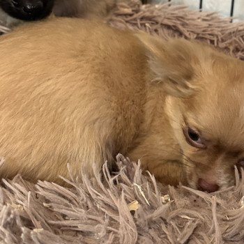 chiot Chihuahua Poil Long Fauve doré et blanc VILZA chihuahua pl Domaine de la Chantelaie chiot Chihuahua Poil Long Fauve doré et blanc VILZA chihuahua pl Domaine de la Chantelaie