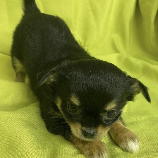 chiot Chihuahua Poil Long VIOLETTE chihuahua pl Domaine de la Chantelaie