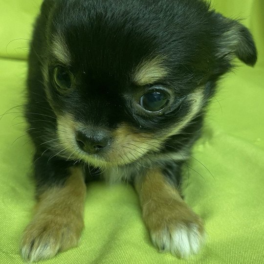 chiot Chihuahua Poil Long VIOLETTE chihuahua pl Domaine de la Chantelaie