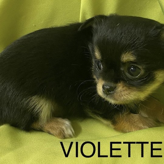 chiot Chihuahua Poil Long VIOLETTE chihuahua pl Domaine de la Chantelaie