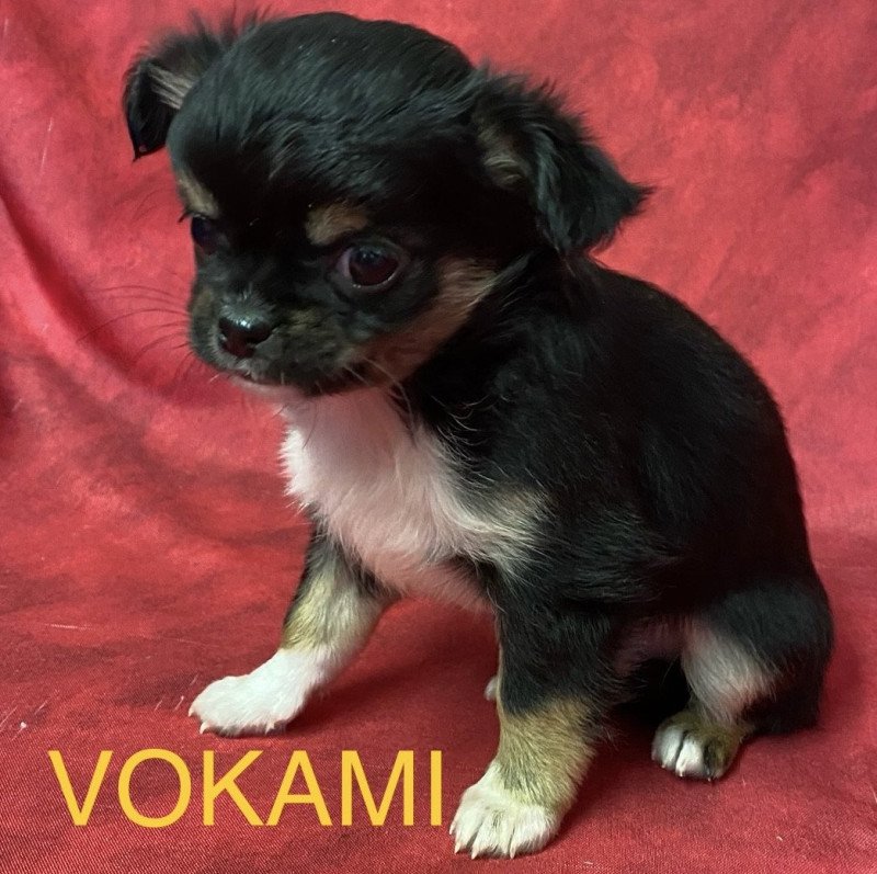 VOKAMI chihuahua pl à réserver Femelle Chihuahua Poil Long