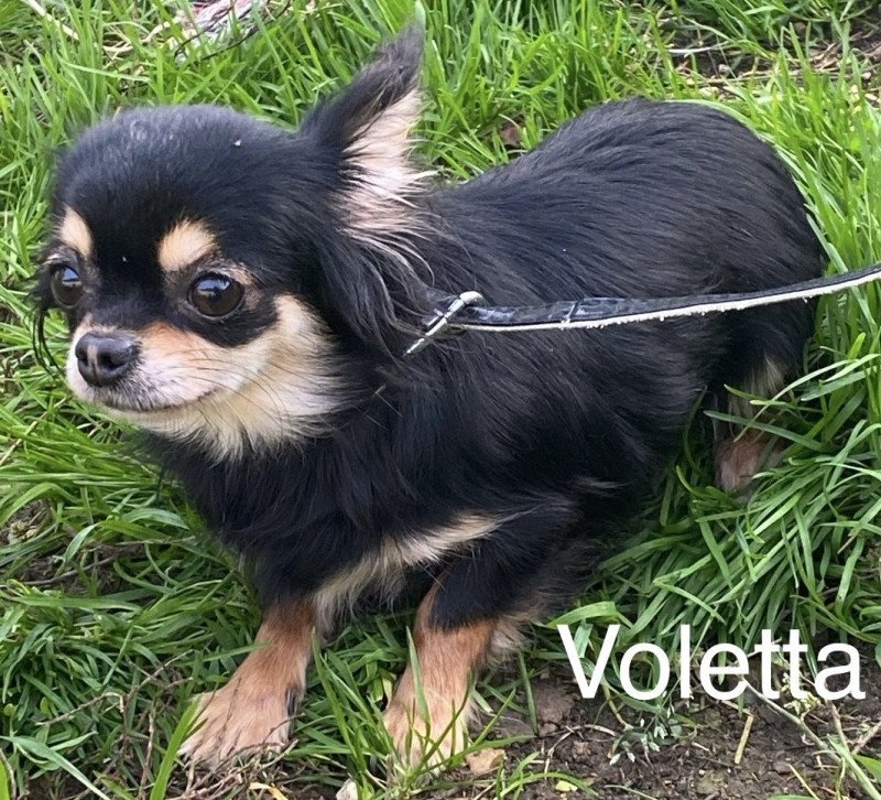 VOLETTA Femelle Chihuahua Poil Long