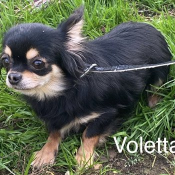 chien Chihuahua Poil Long VOLETTA pl tricolore Domaine de la Chantelaie