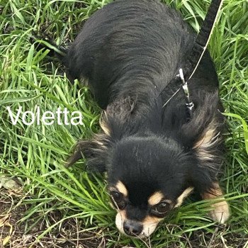 chien Chihuahua Poil Long VOLETTA pl tricolore Domaine de la Chantelaie