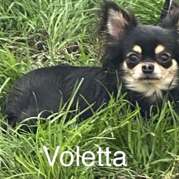 chien Chihuahua Poil Long VOLETTA pl tricolore Domaine de la Chantelaie