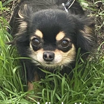 chien Chihuahua Poil Long VOLETTA pl tricolore Domaine de la Chantelaie