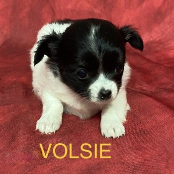 chiot Chihuahua Poil Long VOLSIE Chihuahua pl à réserver Domaine de la Chantelaie chiot Chihuahua Poil Long VOLSIE Chihuahua pl à réserver Domaine de la Chantelaie
