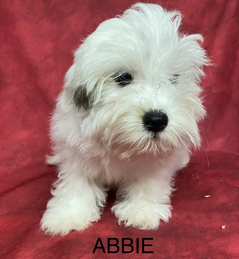 ABBIE coton Femelle Coton de tulear
