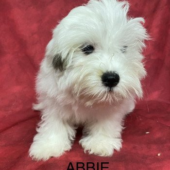 chiot Coton de tulear ABBIE coton Domaine de la Chantelaie chiot Coton de tulear ABBIE coton Domaine de la Chantelaie