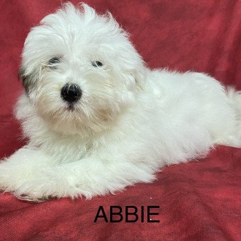 chiot Coton de tulear ABBIE coton Domaine de la Chantelaie chiot Coton de tulear ABBIE coton Domaine de la Chantelaie