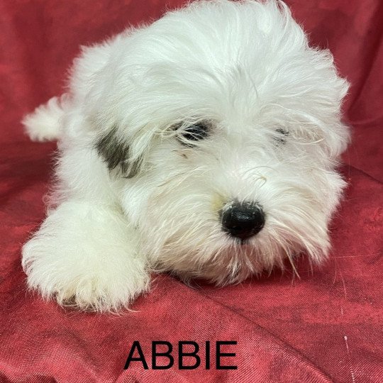 chiot Coton de tulear ABBIE coton Domaine de la Chantelaie
