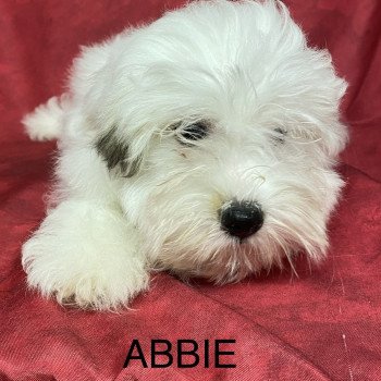 chiot Coton de tulear ABBIE coton Domaine de la Chantelaie chiot Coton de tulear ABBIE coton Domaine de la Chantelaie