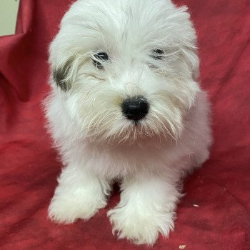 chiot Coton de tulear ABBIE coton Domaine de la Chantelaie chiot Coton de tulear ABBIE coton Domaine de la Chantelaie