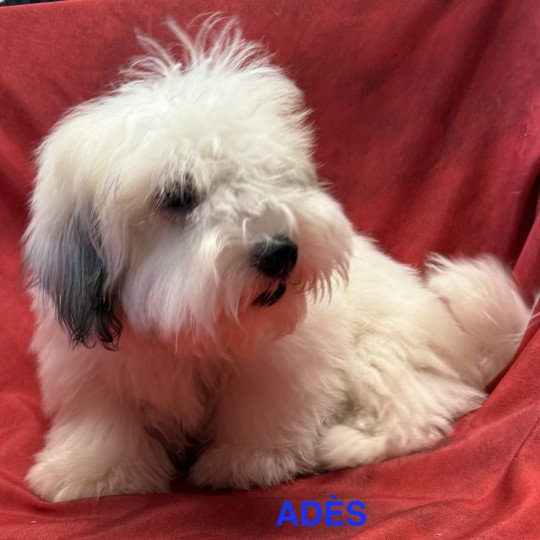 chiot Coton de tulear ADÈS Coton Domaine de la Chantelaie