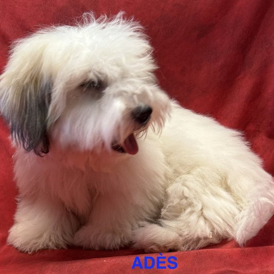 chiot Coton de tulear ADÈS Coton Domaine de la Chantelaie