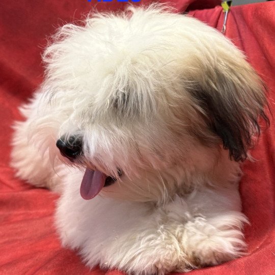 chiot Coton de tulear ADÈS Coton Domaine de la Chantelaie