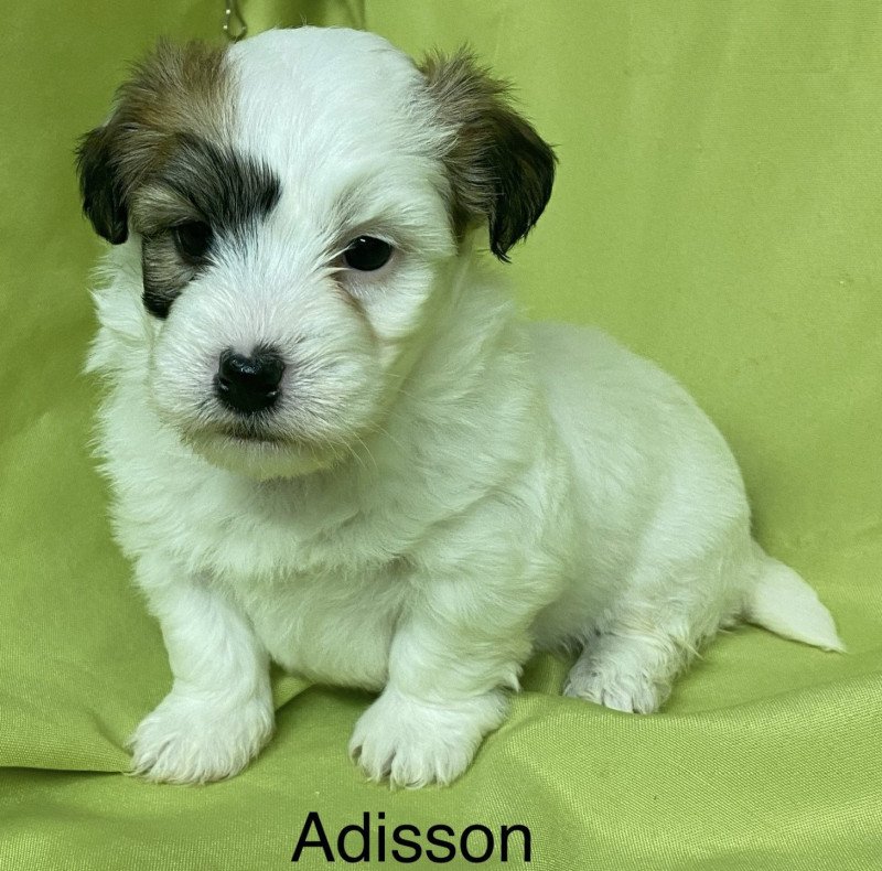 ADISSON coton à réserver Femelle Coton de tulear