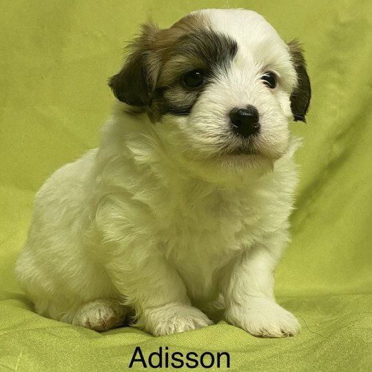 chiot Coton de tulear ADISSON coton à réserver Domaine de la Chantelaie