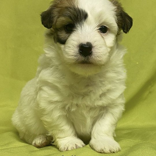 chiot Coton de tulear ADISSON coton à réserver Domaine de la Chantelaie