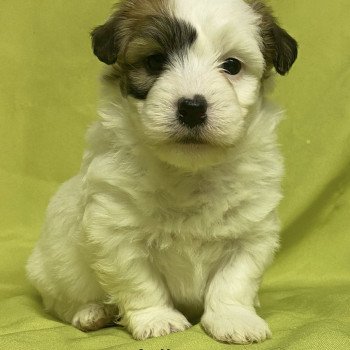 chiot Coton de tulear ADISSON coton à réserver Domaine de la Chantelaie