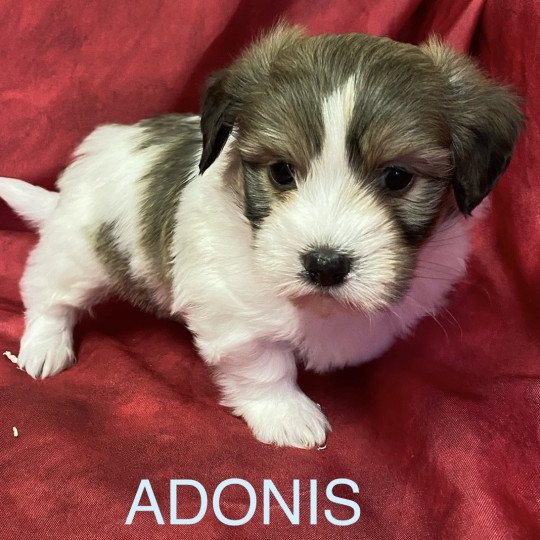 chiot Coton de tulear ADONIS Coton à réserver Domaine de la Chantelaie