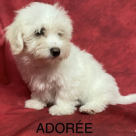 chiot Coton de tulear ADORÉE coton Domaine de la Chantelaie