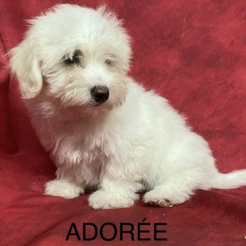 chiot Coton de tulear ADORÉE coton Domaine de la Chantelaie chiot Coton de tulear ADORÉE coton Domaine de la Chantelaie