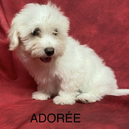 chiot Coton de tulear ADORÉE coton Domaine de la Chantelaie