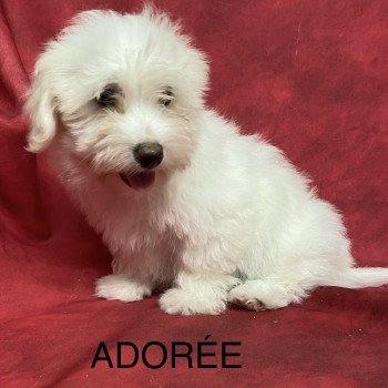 chiot Coton de tulear ADORÉE coton Domaine de la Chantelaie chiot Coton de tulear ADORÉE coton Domaine de la Chantelaie