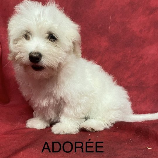 chiot Coton de tulear ADORÉE coton Domaine de la Chantelaie