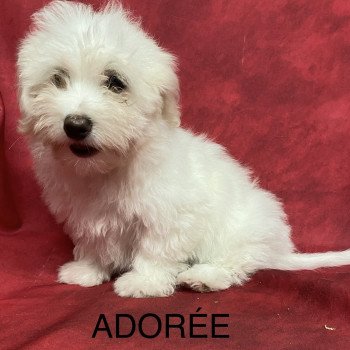 chiot Coton de tulear ADORÉE coton Domaine de la Chantelaie chiot Coton de tulear ADORÉE coton Domaine de la Chantelaie