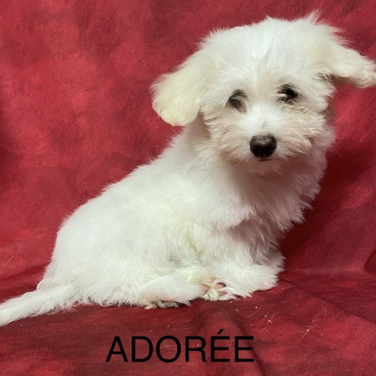 chiot Coton de tulear ADORÉE coton Domaine de la Chantelaie