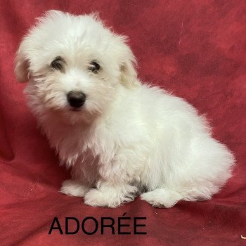 chiot Coton de tulear ADORÉE coton Domaine de la Chantelaie chiot Coton de tulear ADORÉE coton Domaine de la Chantelaie