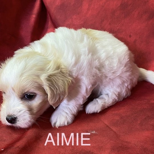 chiot Coton de tulear AIMIE Coton à réserver Domaine de la Chantelaie