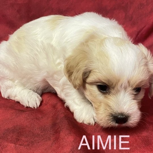 chiot Coton de tulear AIMIE Coton à réserver Domaine de la Chantelaie