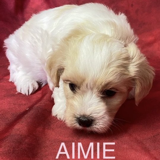 chiot Coton de tulear AIMIE Coton à réserver Domaine de la Chantelaie