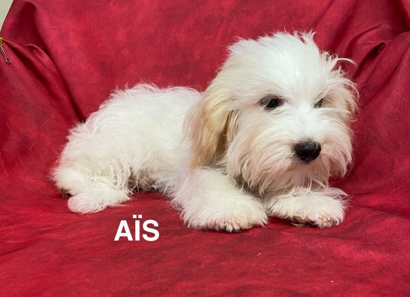 AÎS Coton Femelle Coton de tulear