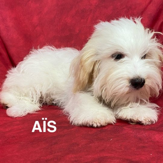 AÎS Coton Femelle Coton de tulear