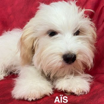 chiot Coton de tulear AÎS Coton Domaine de la Chantelaie chiot Coton de tulear AÎS Coton Domaine de la Chantelaie