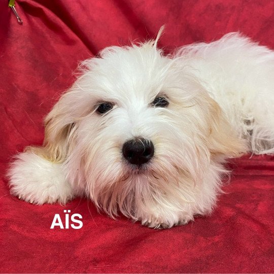 chiot Coton de tulear AÎS Coton Domaine de la Chantelaie