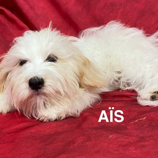 chiot Coton de tulear AÎS Coton Domaine de la Chantelaie