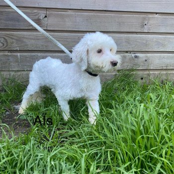 chiot Coton de tulear AÎS Coton Domaine de la Chantelaie