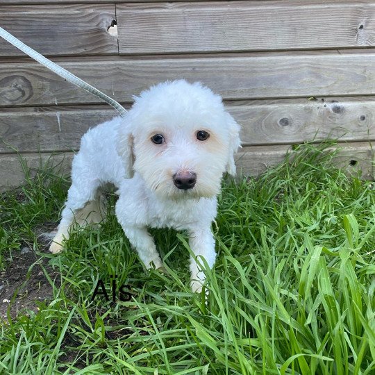 chiot Coton de tulear AÎS Coton Domaine de la Chantelaie