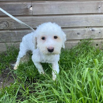 chiot Coton de tulear AÎS Coton Domaine de la Chantelaie