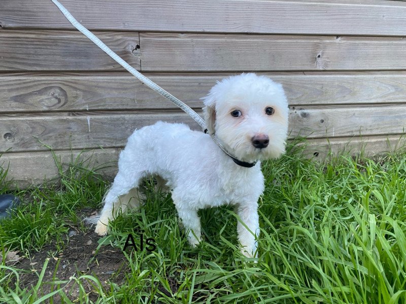 AÎS Coton Femelle Coton de tulear